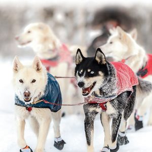 These Amazing Sled Dogs Book - French and English Versions