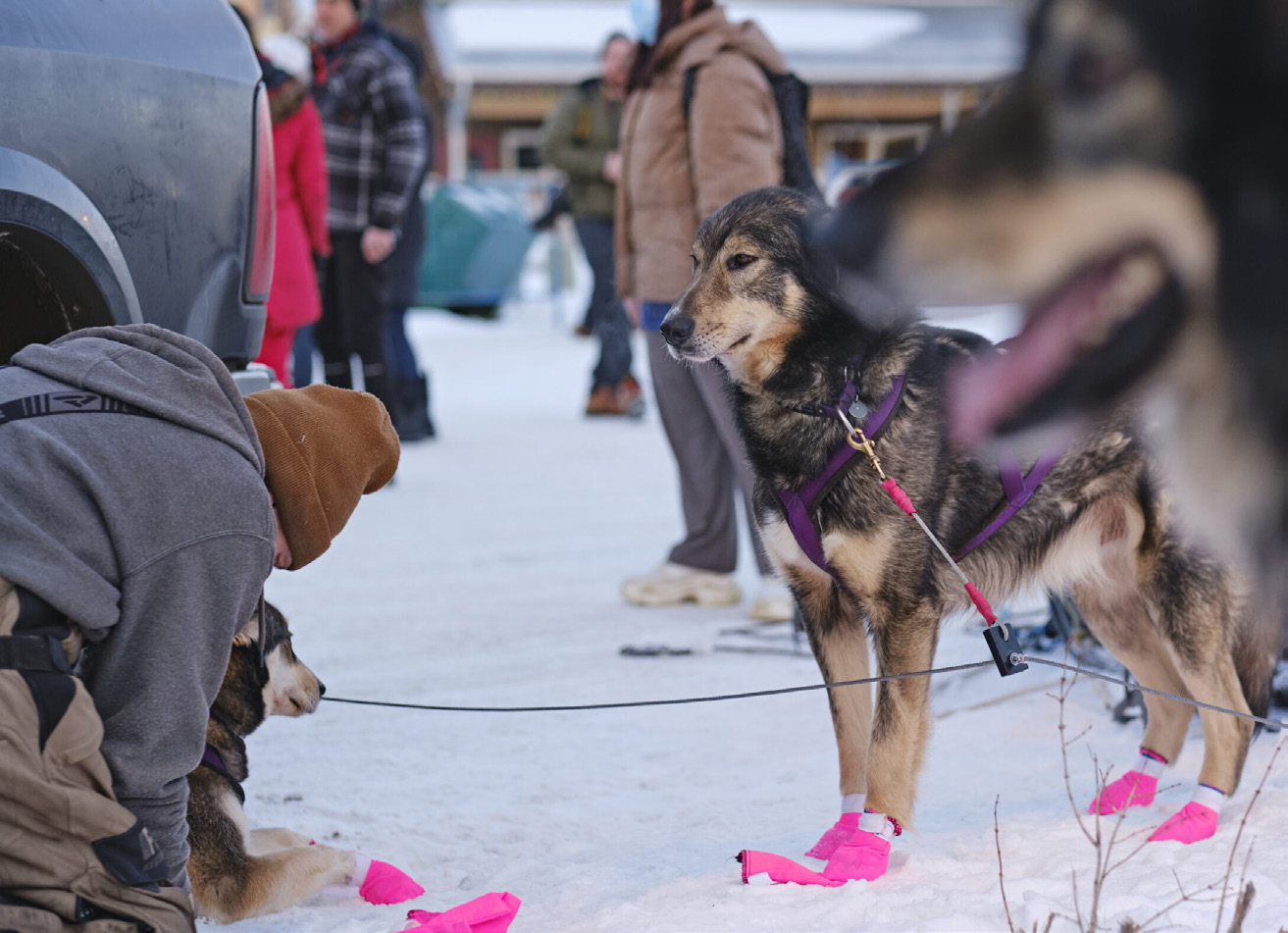Dog wearing pink booties at the start line